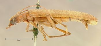 Media type: image;   Entomology 4786 Aspect: habitus lateral view